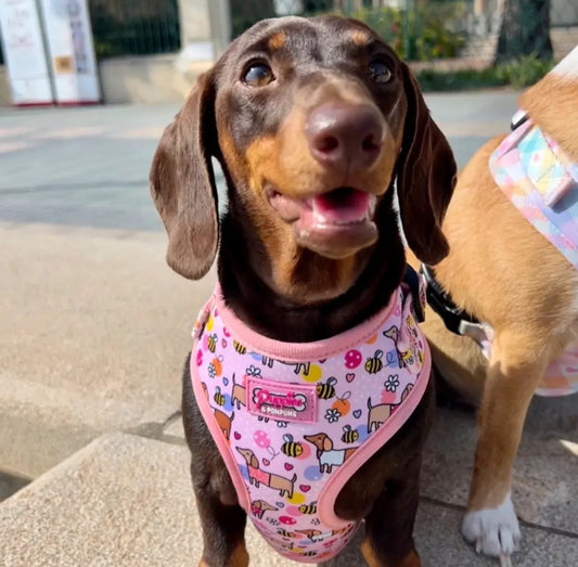 Bee Happy Harness 🐝